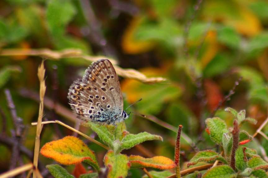 licenide autoctono elbano: lycaeides villai